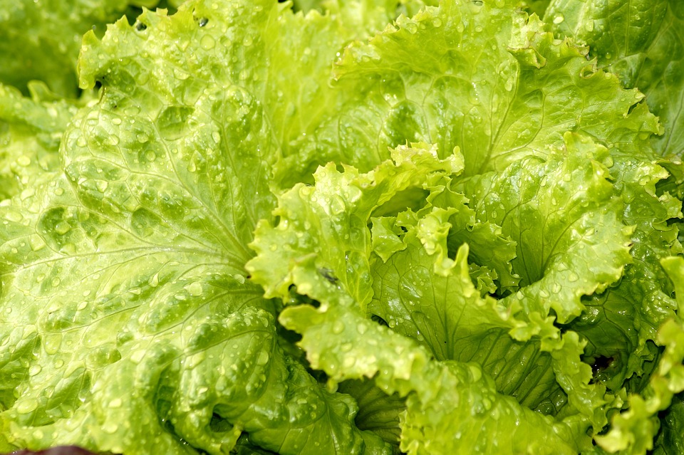 pascale-massart-dieteticienne-conseille-en-produit-medecine-douce-photo-salade-verte.jpg